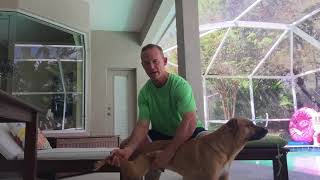 Dog Stretches, Hip Flexor stretch with Stinky