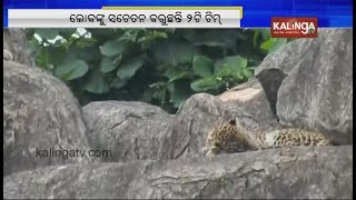 Nuapada: Two Leopards spotted in forest near nuapada, villagers in panic | Kalinga TV