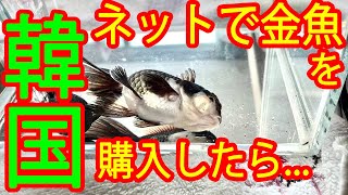 金魚のネット注文やめます。