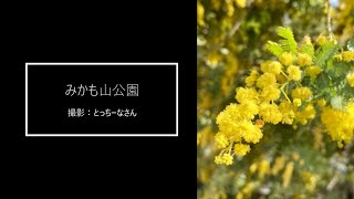 【栃木市】ミモザに心躍る、満開の花々に彩られた景色（みかも山公園）