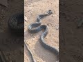 spitting cobra in sierra leone africa