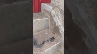 spitting Cobra in sierra Leone Africa