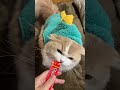 かわいい恐竜のチュールを食べる姿が可愛すぎた（ぽてお）it was too cute to see you eating a cute dinosaur snack shorts cat 猫