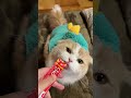 かわいい恐竜のチュールを食べる姿が可愛すぎた（ぽてお）it was too cute to see you eating a cute dinosaur snack shorts cat 猫