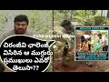 Megastar Chiranjeevi accepted the Green challenge | Planted 3 plants at his home garden | Tollywood