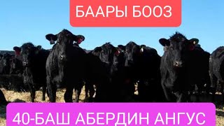 ЖАКШЫ АНГУС БООЗ 40-БАШ УЙЛАР КЕЛДИ ШАШЫЛЫНЫЗДАР АБЕРДИН АНГУС