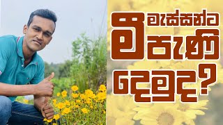 මී මැසි ජනපදයකට නිවැරදිව ආහාර ලබාදීම | Feeding Bees | Beekeeping Srilanka | මී මැසි පාලනය