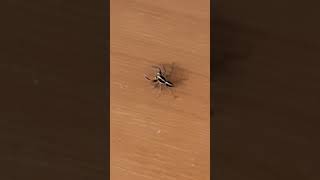 Spider | சிலந்தி | எட்டுக் கால் பூச்சி