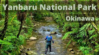 Okinawa River Trekking Tour | Yanbaru National Park | Okinawa Tours