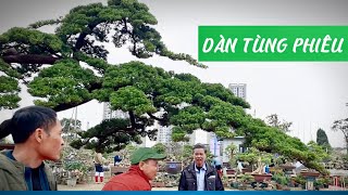 DÀN TÙNG PHIÊU / triển lãm cây cảnh Thanh Hoá #bonsai #caycanh  #xuanmaieco