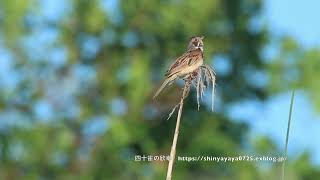 ホオアカ♂ 囀り 鳴き声