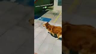 CUTE DOGS 🐕 Smart dog, Funny dogs, Cute puppies & Dogs training compilation video, #Shorts