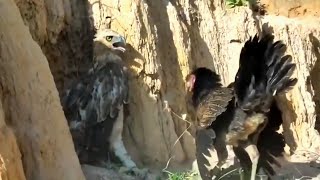 Rooster Shows The Eagle How To Win A Fight