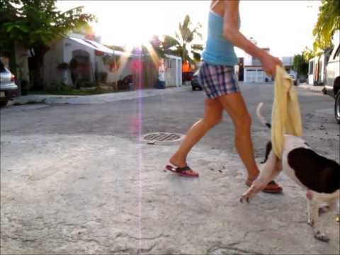 Pebbles Towel Walking Youtube
