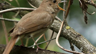 Best Nightingale song Утреннее пение соловья   Спів солов’я Luscinia luscinia