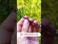 快速迷你木工鋸，刀片鋒利，使用快捷，一件可以使用10年