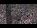 big ohio buck down in the rut ohio archery hunting 2021 ep. 17