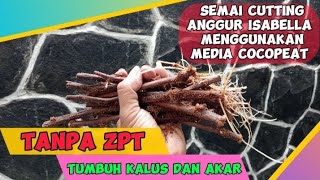 Cara semai cutting anggur Isabella menggunakan Media Cocopeat