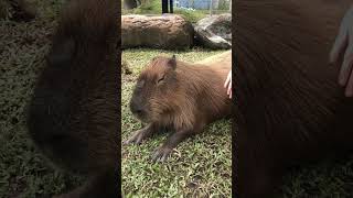 💖💤Capybara lies comfortably 卡皮巴拉（水豚）舒服躺著#capybara#funnyanimalsvideos