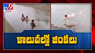 Forest officials rescue deers trapped in floodwaters in Adilabad - TV9