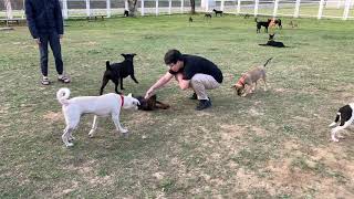 Adopt Mary’s Doggies - Dorea meeting a stranger man