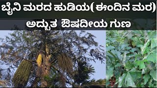 ಈಂದಿನ ಮರ | ಬೈನಿ ಮರ | Caryota urens |Toddy palm | Fishtail palm | Sugar palm | Jaggery palm | Sago |