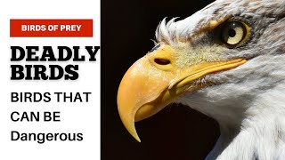 Deadly birds! Birds that can harm you!!! Wild life Documentary #DeadlyBirdsOfPrey