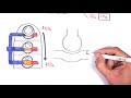 Respiratory System Physiology - Ventilation and Perfusion (V:Q Ratio) Physiology