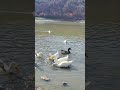 peaceful moments with lovely ducks by the little lake lake relaxing shorts ducks