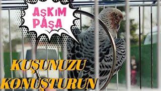 KONUŞAN MUHABBET KUŞU (Sonuna dikkat) -ANKAKUSU-