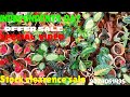 stock clearence sale #aglonima #plants #calatheavarieties #alocasia #garden #affordableplants