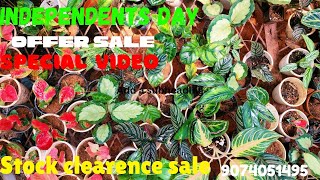 stock clearence sale #aglonima #plants #calatheavarieties #alocasia #garden #affordableplants