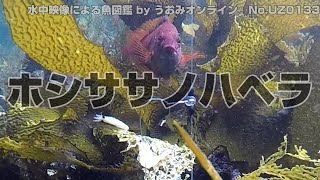 【水中映像 魚図鑑】ホシササノハベラ No.UZ0133