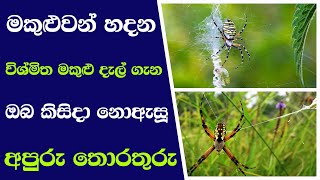 Spider webs | spider | මකුළුවන් හදන විශ්මිත මකුළු දැල් | tv