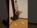 猫タヌキの仕事を見守るだけの動画😻😬 shorts short cat 猫