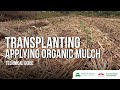 Transplanting – How to Apply Organic Mulch