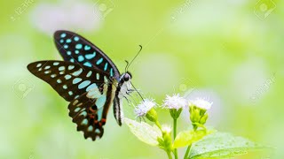 Papillion,butterfly,faracha