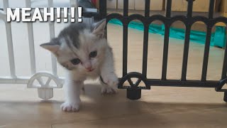 A Kitten Trapped in Fences and Screaming for Help!!!