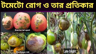 টমেটোর নাবিধসা রোগের 100%সমাধান//টমেটো রোগ ও তার প্রতিকার//Tomato Late Blight Control 💯