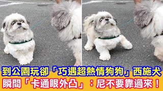 到公園玩卻「巧遇超熱情狗狗」西施犬瞬間「卡通眼外凸」：尼不要靠過來！|狗狗搞笑|狗哥