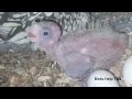 ককাটেল পাখির ডিম কত দিনে ফুটে।cocktiel birds egg hatching period. birdshelptips birds cockatiel