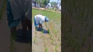 #youtube #agriculturelife #todayviralvideos #todayviralinstareels #agriculture  #vivasayamkappom