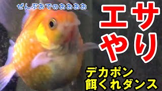 【毎日のルーティーン】金魚に餌をやるとき反射で金魚が群がるのが可愛い【金魚水槽】