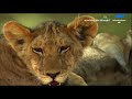 surviving the drought lion documentary africa wildlife documentary