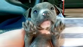 Frozen puppy shakes as the rescuers try to warm her up