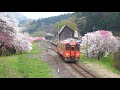 jr勝原駅 桃源郷 train u0026 peach flowers 花桃 福井県大野市 シバザクラ［4k］