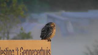 Vroege Vogels - Steenuil op bord