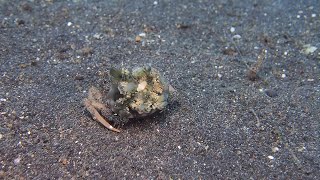 Crab Carrying Jellyfish for Camouflage || ViralHog