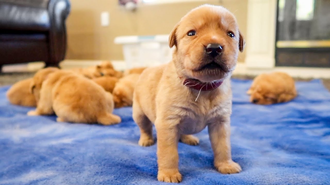 What To Do If Puppy Cries In Crate At Night