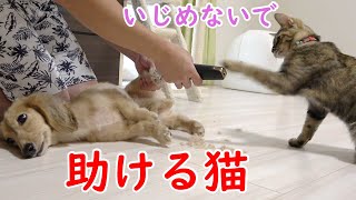 【保護猫】大好きな犬がいじめられていると思って助けようとする子猫の行動が可愛い